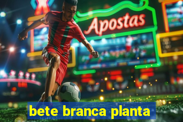 bete branca planta